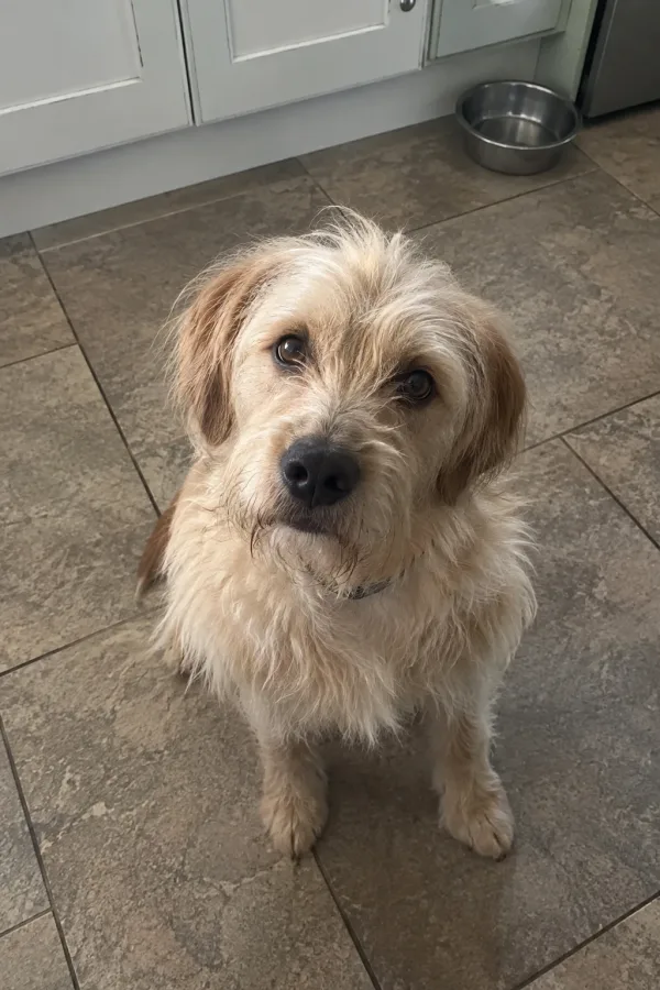 Foto di un cane dal telefono
